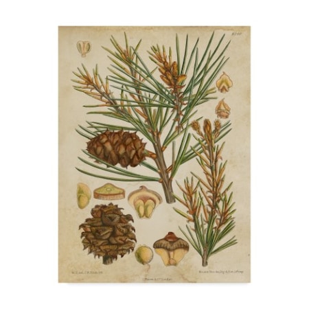 Vision Studio 'Vintage Conifers Ii' Canvas Art,18x24